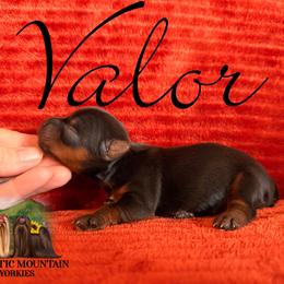 Valor - Black and gold male Yorkshire Terrier puppy in Baker, West Virginia from Majestic Mountain Yorkies