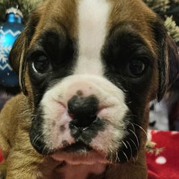 Girl 4 - Boxer puppy from Meredith's Boxer Puppies