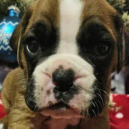Girl 4 - Boxer puppy from Meredith's Boxer Puppies