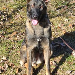 Byte z Zaruka CGC - Sable German Shepherd puppy in West Plains, Missouri from Zaruka German Shepherds