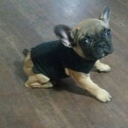 French Bulldog Puppies from Ginny's Frenchie's