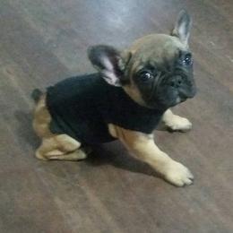 French Bulldog Puppies from Ginny's Frenchie's