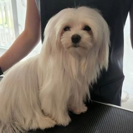 Coco - Maltese