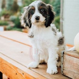 Grey Collar - Merle male Cockapoo puppy in Missoula, Montana from Big Sky Cockapoos