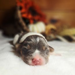 Bluey - Gray and white female American Corgi puppy in Gouverneur, New York from St. Lawrence Corgis