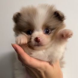 Girl 1 - Chocolate merle female Pomeranian puppy in Jackson, Tennessee from Little House Pomeranians