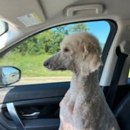 Poodles from Little River Poodles