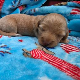 Cream girl - Cream female Dachshund puppy in West Plains, Missouri from Spring Creek Dachshunds
