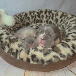 Lane - Blue male French Bulldog puppy in Gasport, New York from Belleau Wood French Bulldog Manor & Folsom's House of Blues