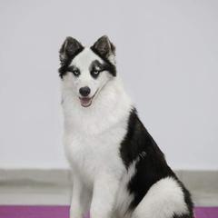 Ice - Yakutian Laika