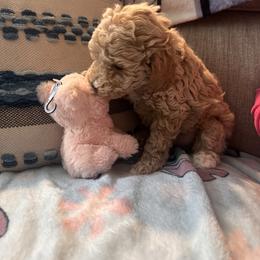 Leo - Apricot male Poodle puppy in Patterson, New York from Pixie Poodles