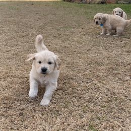 Golden Retriever Puppies from Daniel Ranch Golden Retrievers