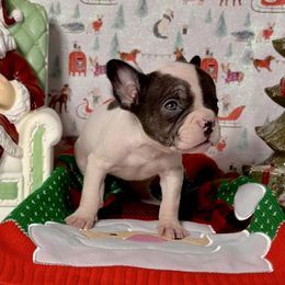 Nova - Black and white female French Bulldog puppy in Plano, Illinois from Velvet Fluffy Pups