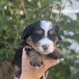 Taylor - Tri-color female Bernedoodle puppy in Saratoga Springs, Utah from Saratoga Springs Doodles