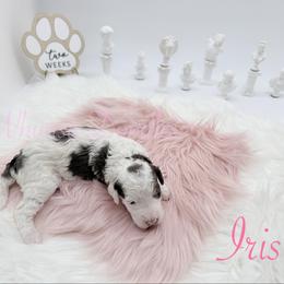 Iris - Blue merle female Bernedoodle puppy in Omaha, Nebraska from Whimsy Doodles