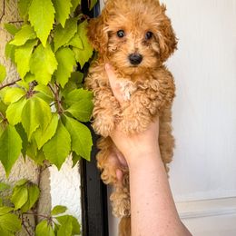 Poodle Puppies from Red Mini Poodles AZ
