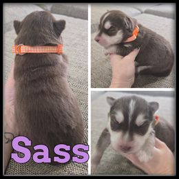Sass - Red and white female Siberian Husky puppy in Wheeler, Michigan from Haase Family Kennels