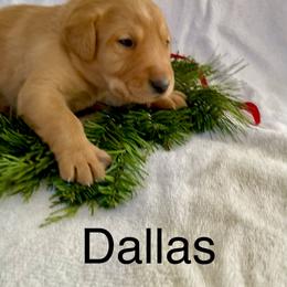 Dallas - Yellow male Labrador Retriever puppy in Mineral, Virginia from Canine Assist