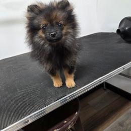 Sasha - Wolf sable female Pomeranian puppy in Kempner, Texas from Heart Of Texas Pom's