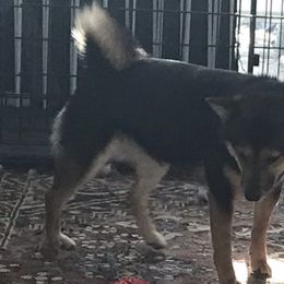 Yami - Shiba Inu