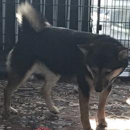 Yami - Shiba Inu