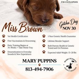 Miss Brown - Brown female Cockapoo puppy in Tampa, Florida from Mary Puppins