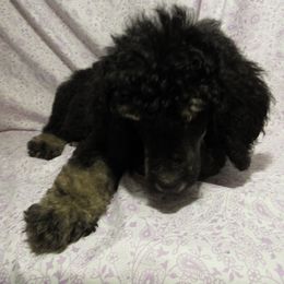 Aussiedoodle, Australian Shepherd, and Poodle Puppies from Kay Kay's Pupper Patch