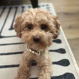 Poodles from Mini Winnies Poodles