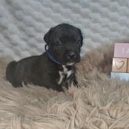 Blue collar - Black brindle female Cane Corso puppy in Fritch, Texas from Carrie Brown's Cane Corsos