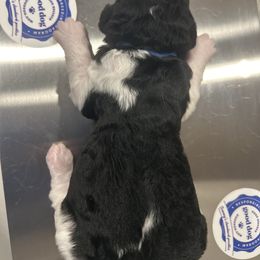 Toby - Parti male Poodle puppy in Mobile, Alabama from Semmy’s Standard Poodle LLC