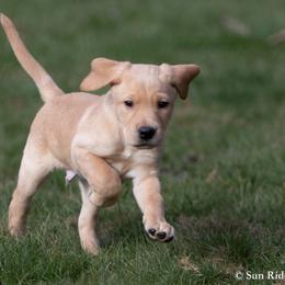 Labrador Retriever Puppies from Sun Ridge Labradors