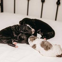 Bernedoodle puppies from Willow Creek Farm