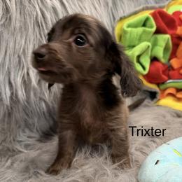 Trixter - Dapple male Dachshund puppy in Cabool, Missouri from Dachshund's of Country Magic Farms in Missouri