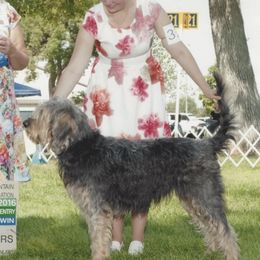 Otterhounds from OHeavens Otterhounds