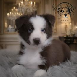 Zaychella - Red tri-color female Australian Shepherd puppy in Fultonville, New York from Sandy Aussies & Pomeranians