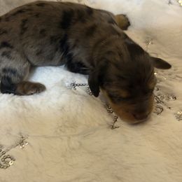 Puppy 1 - Dapple male Dachshund puppy in Martinsville, Virginia from Rea's Doxies