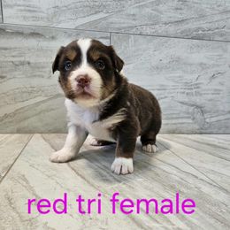 Mya purple - Red tri-color female Australian Shepherd puppy in Arbela, Missouri from County Line Aussies