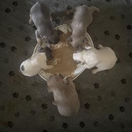 French Bulldog Puppies from Blueridge Frenchies