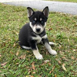 Siberian Husky Puppies from Dacogetic