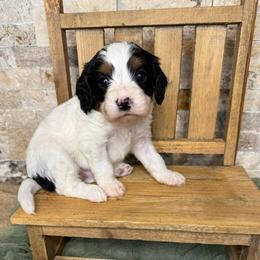 Linen - Tri-color male Cavapoo puppy in Midland, Michigan from Northern Charm Farm