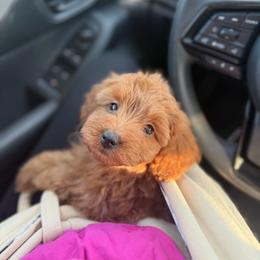 Squirt - Red male Cavapoo puppy in Fort Worth, Texas from Aloha Paradise Poodles LLC