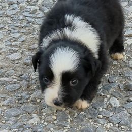 Ricochet - Black & white male Miniature American Shepherd puppy in Leonard, Texas from Tin Roof Aussies
