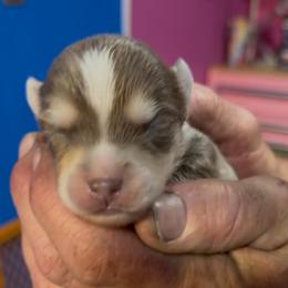 Coolio - Tri-color male Pomsky puppy in Spring Hill, Florida from PDQ Pomskies
