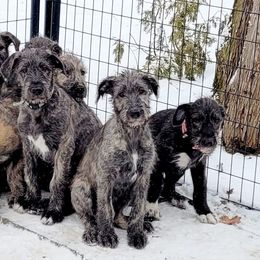Irish Wolfhound Puppies from Darom Irish Wolfhounds