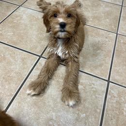 Yellow Girl - Red  female Goldendoodle puppy in Richmond, Kentucky from The Doting Doodle