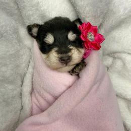 Rose - Liver female Miniature Schnauzer puppy in Sevierville, Tennessee from A&J Miniature Schnauzers