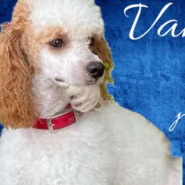 German Shepherds and Poodles from Wolves Den Ranch