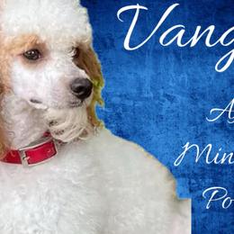 German Shepherds and Poodles from Wolves Den Ranch