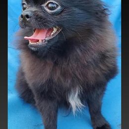 Pomeranians from Alice Aragon