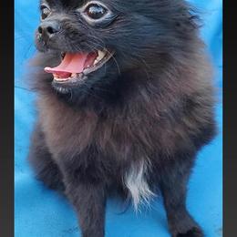 Pomeranians from Alice Aragon